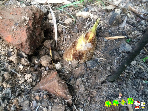 新鲜的小竹笋拿来怎么炒好吃,竹笋烧肉怎么烧才好吃