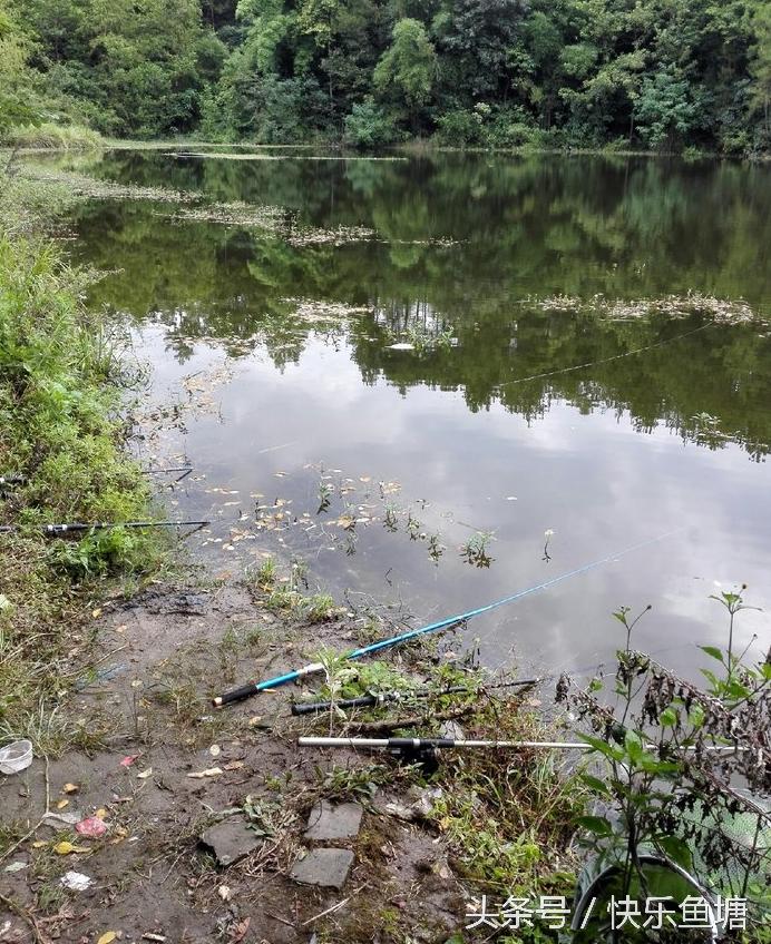 第一次钓鱼收获不错,晨钓该钓浅还是深