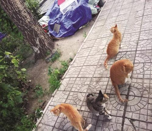 流浪野猫怎么处理,野猫总是来院里怎么办