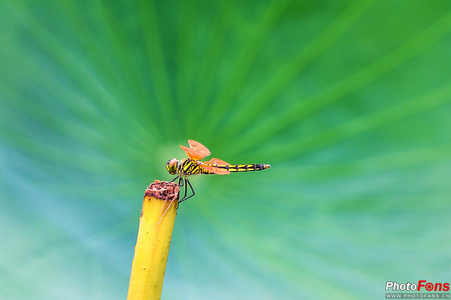 索尼黑卡长焦rx10m4技术参数,索尼超长焦黑卡rx10iii