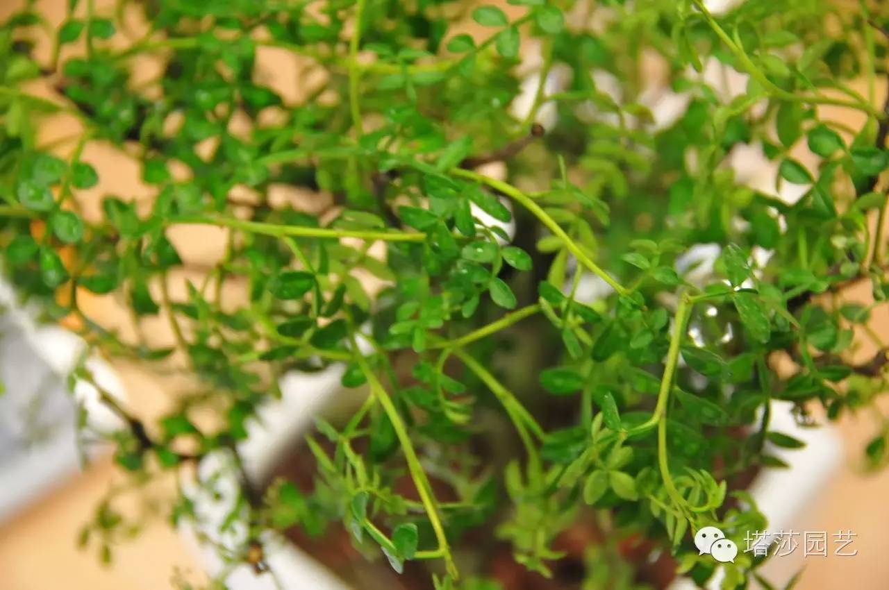 烧苗怎么挽救最好,烧苗的补救措施是