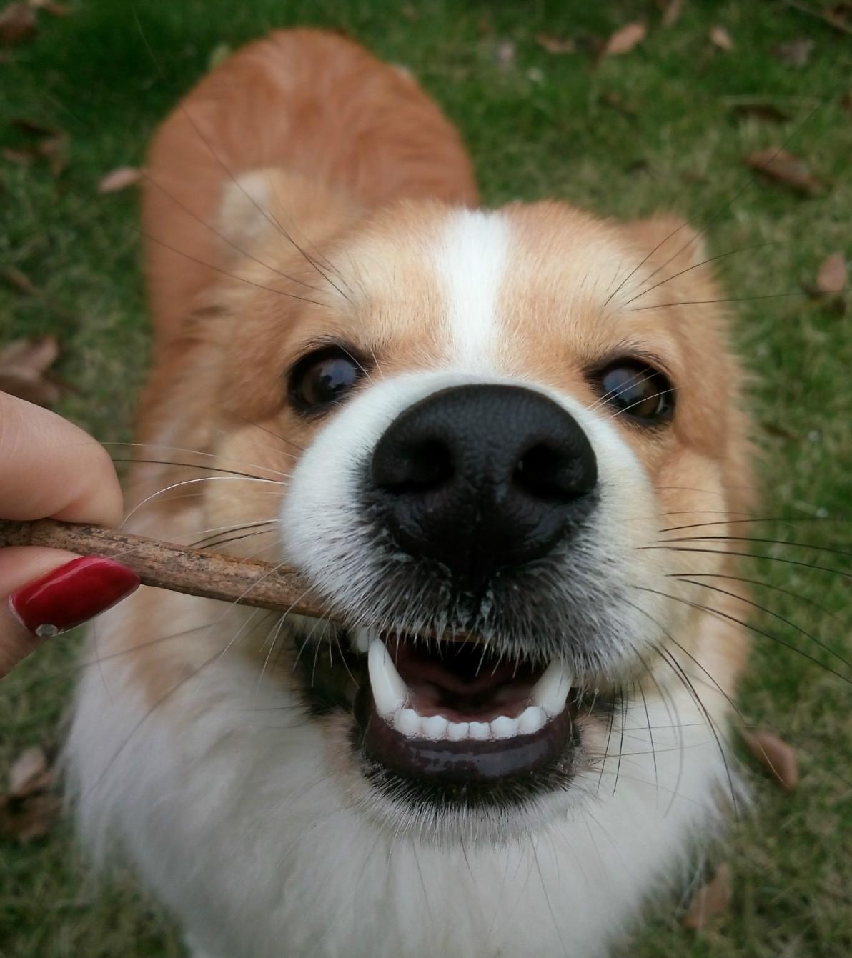 宠物大头照特效,宠物大头头像