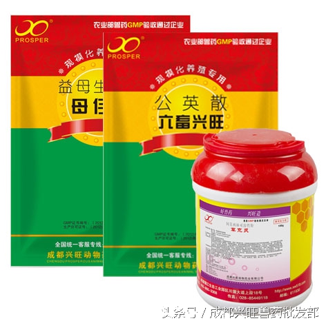 精华|猪只子宫内膜炎的全套治疗方案在这里