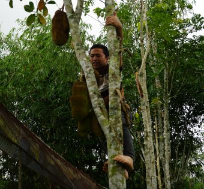 268元可以在巴厘岛landih买多少真正的猫屎咖啡豆?