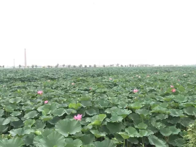 南乐西邵荷花池,南乐县西邵乡荷花池