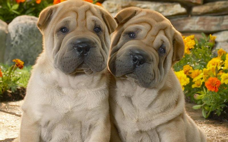 狗狗眼睑内翻用什么消炎药,狗狗眼睑下垂是怎么回事