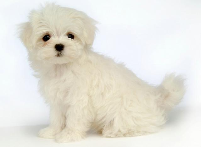 狗狗如果用臀部摩擦物体，不一定是发情，还有可能是发炎了！