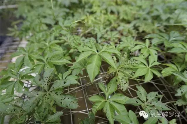 专家带你识草药,医生前往神秘的岛屿寻找治病方法