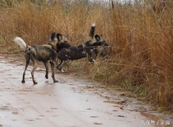 当非洲野狗遇到土狗，相互怒视，土狗威武，把野狗群都给吓跑了
