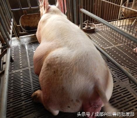 精华|猪只子宫内膜炎的全套治疗方案在这里