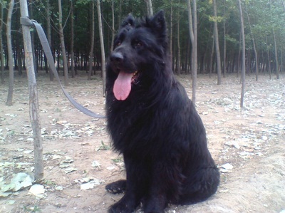 黑熊犬性格怎么样,黑熊犬性格