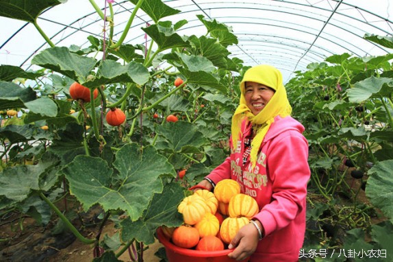 为什么南瓜是糖尿病的克星,南瓜治疗糖尿病偏方