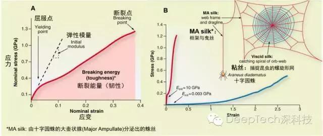 重磅:蚕宝宝吐蜘蛛丝，锻造转基因“生物钢材”
