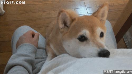 狗狗失恋了会怎么样,狗狗失恋