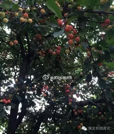 保定夏季“9所”最美大学校园