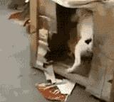 狗狗失恋了会怎么样,狗狗失恋