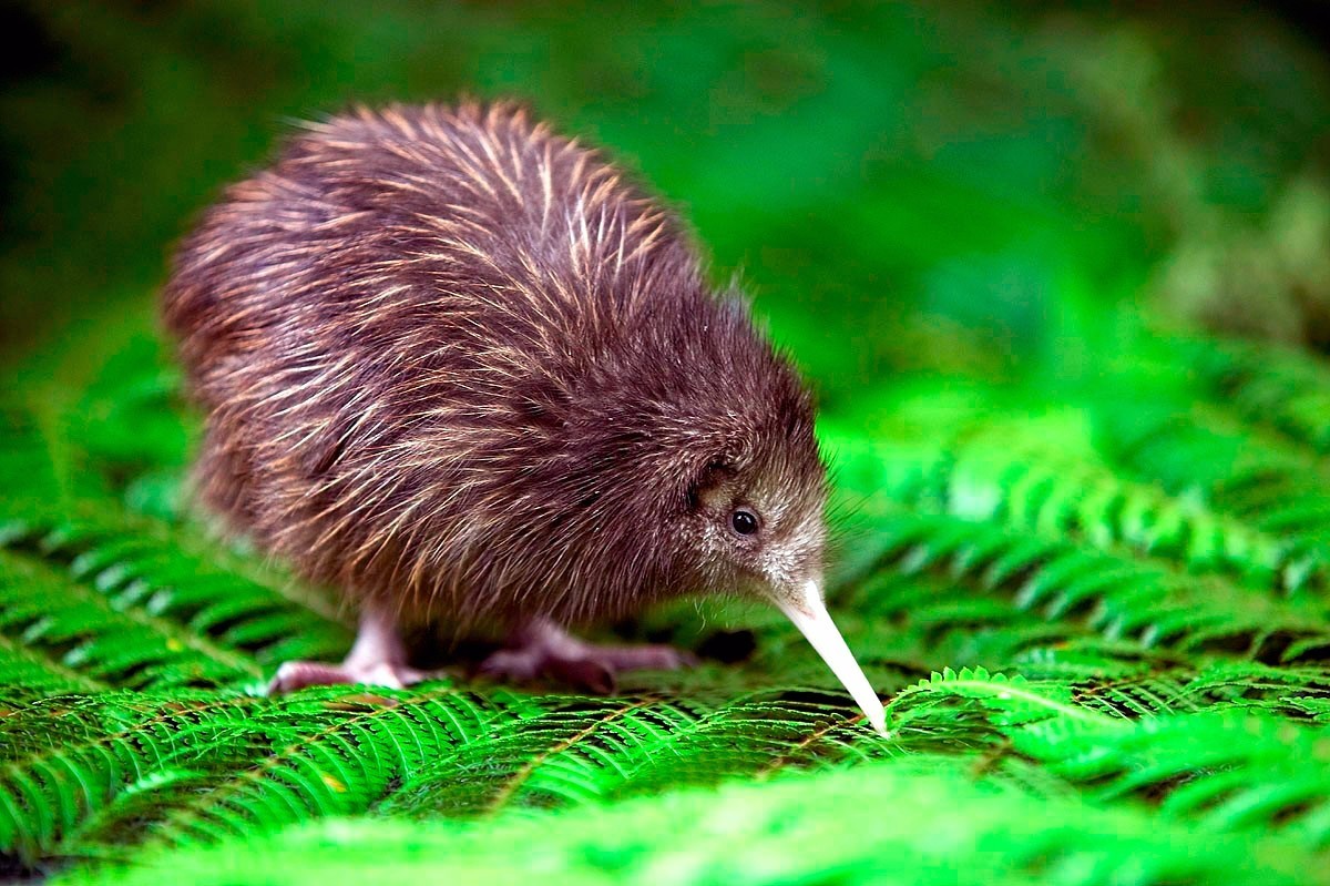 关注︱仅为含饴弄孙，为何这对中国老夫妇被新西兰禁止入境？罪魁祸首竟然指向它！