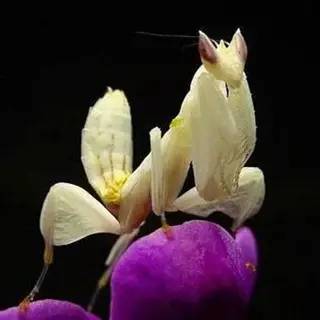 神马鬼|10万1只的奇葩昆虫宠物