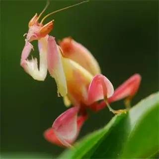 神马鬼|10万1只的奇葩昆虫宠物