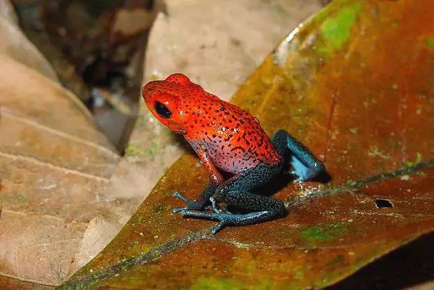 神马鬼|10万1只的奇葩昆虫宠物