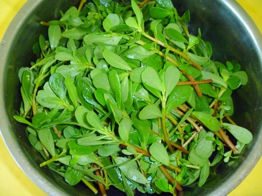 吃什么长寿菜对心脏好,长寿菜可以降血压吗