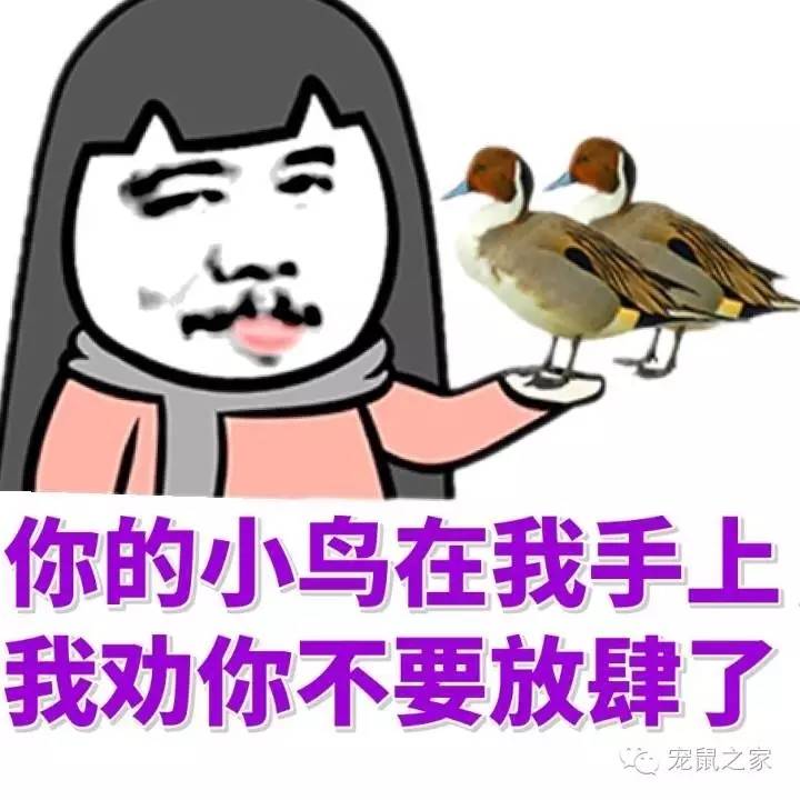 适合学生养的1元宠物,双鱼座适合养什么宠物