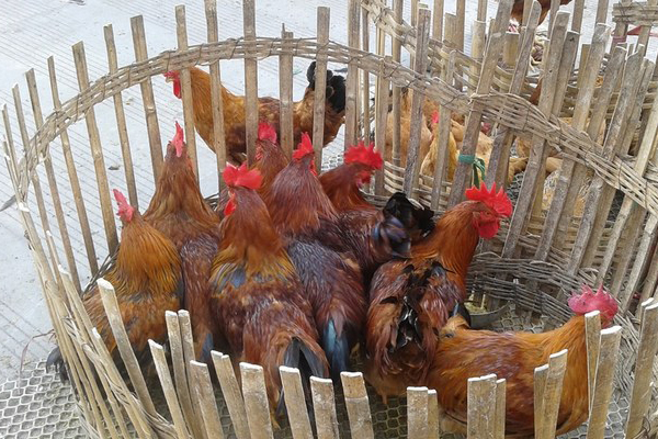一般想买土鸡到哪里去买,去市场买鸡如何挑选