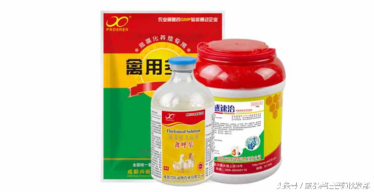 沙门氏菌病鸡白痢,禽伤寒沙门氏菌怎么治疗