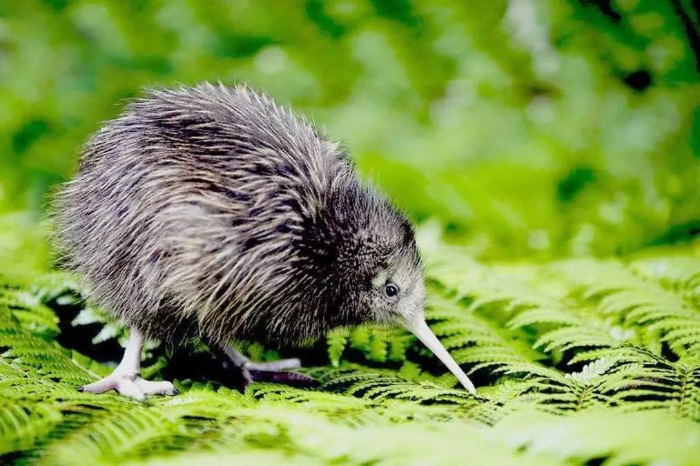老中医蜂蜜系列,老中医生姜蜂蜜