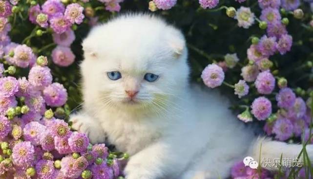 猫咪感染螨虫怎么治,猫咪耳内感染怎么治疗