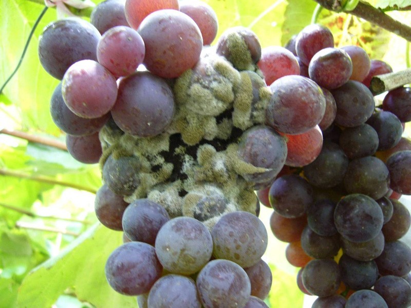 葡萄霜霉病发病规律,葡萄黑痘病的发病规律