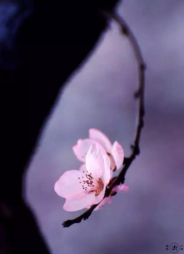 关于长情和深情的古诗词,最深的感情的古诗句