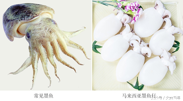 肤白貌美的墨鱼仔，原来是秦始皇的宠爱！