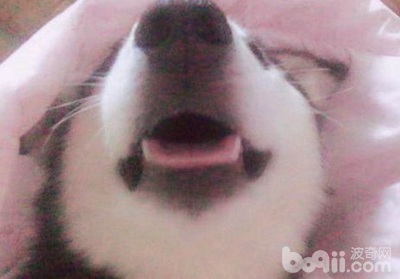 泰迪狗被二哈咬死,养了一条二哈