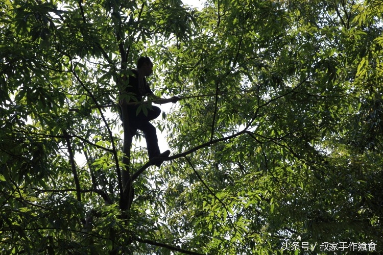 “绩溪大帝国”的英雄,爸妈喊你回家打山核桃啦