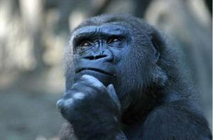 朋友圈动物照片配文,动物搞笑短视频无水印