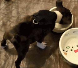 土狗怎么挑比较好的狗粮,新手怎么挑选适合狗狗的狗粮