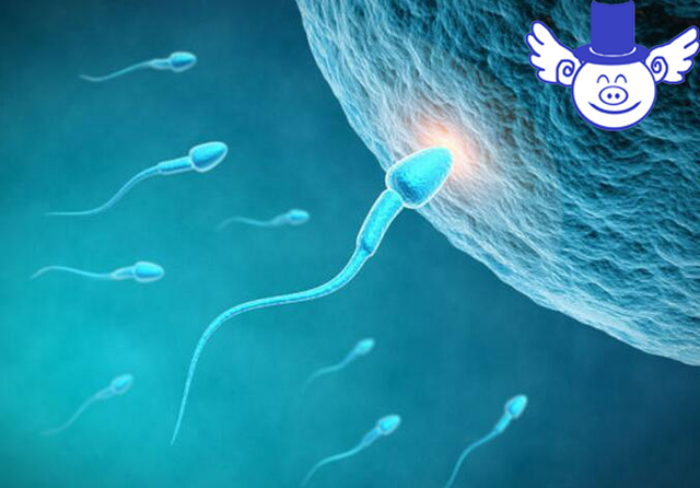 如何判断种公猪精液品质？异味过重的精液不能拿来人工授精！