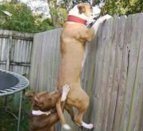 朋友圈动物照片配文,动物搞笑短视频无水印