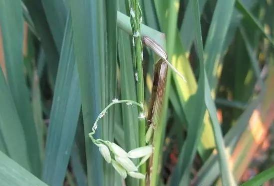 水稻白穗发生原因（完全版）