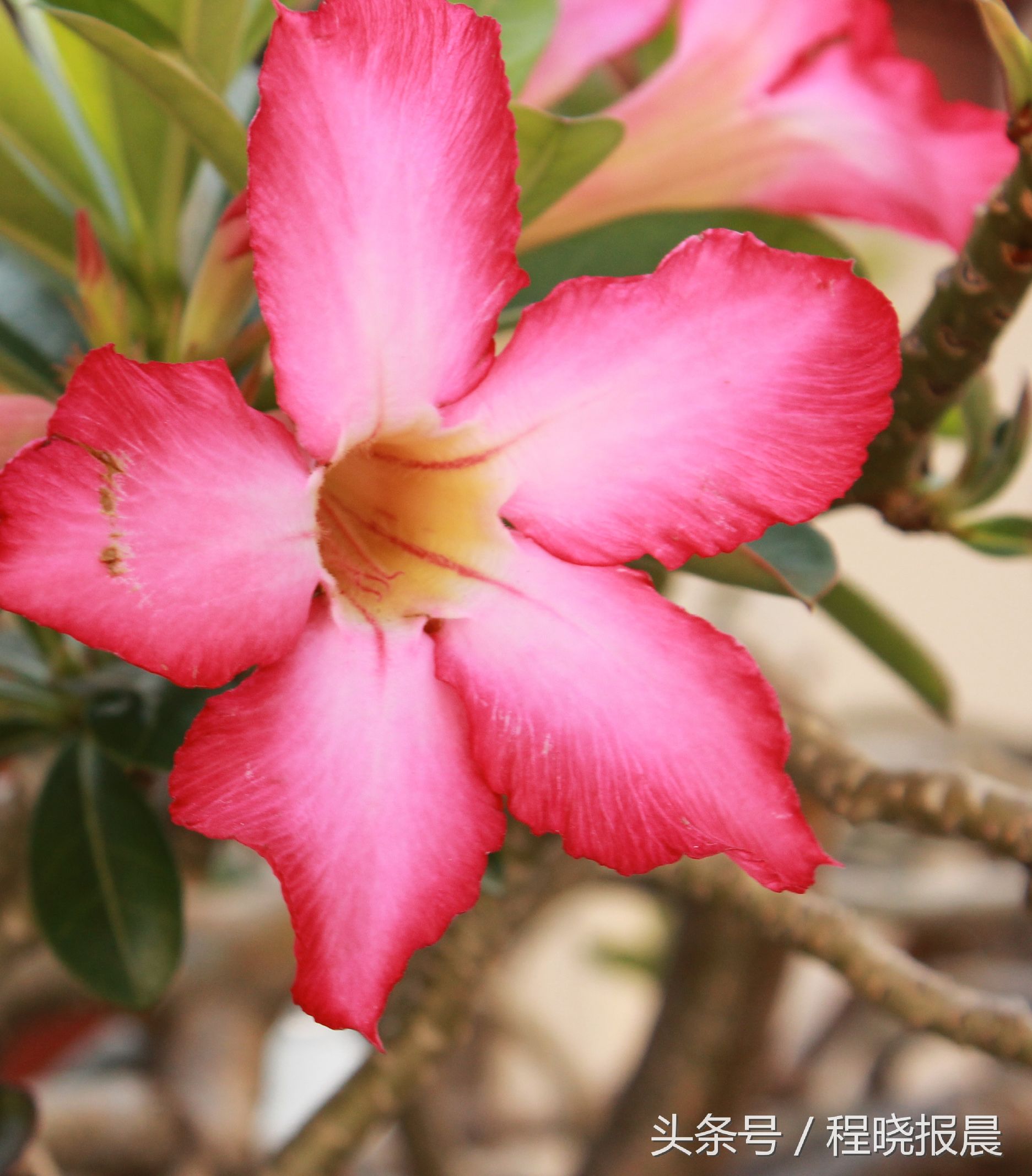 数据说话：家长学生看过来湖北高中牛校咋个样？