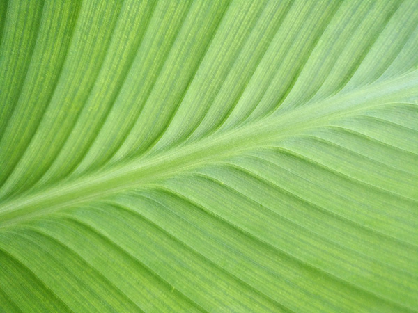 华为麦芒5吃鸡画质测评,华为麦芒拍照最好的手机