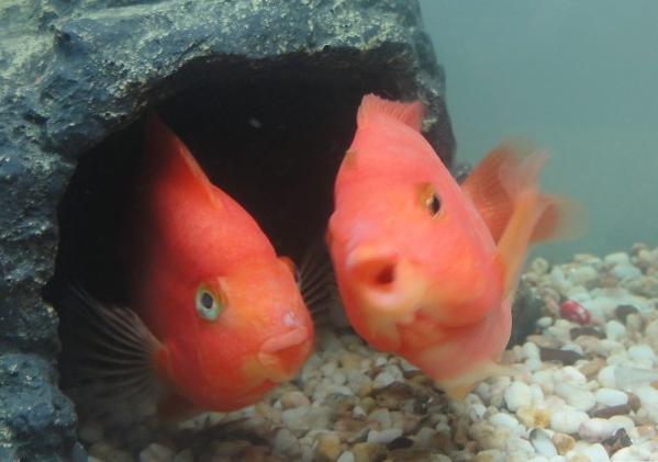 迷你鹦鹉鱼打架怎么制止,鹦鹉鱼打架和亲吻的区别