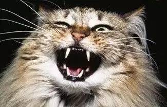 猫咪会吃主人尸体吗,猫咪会吃掉人类幼崽吗