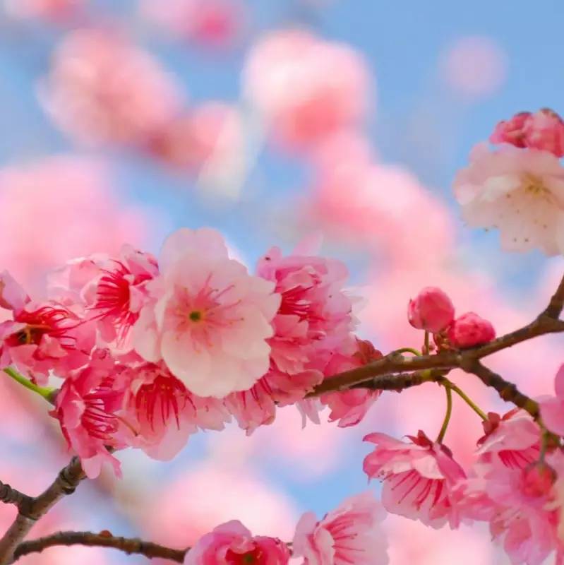 同舟奥运会高光时刻,2016年里约奥运会精彩瞬间