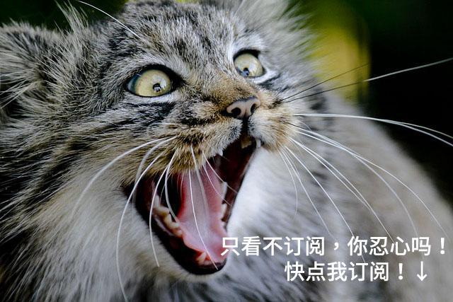 鸡为什么会生出长形鸡蛋,鸡蛋的颜色与鸡有什么关系