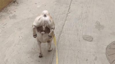 史上最忧郁的狗,最萌巴哥犬哈巴狗