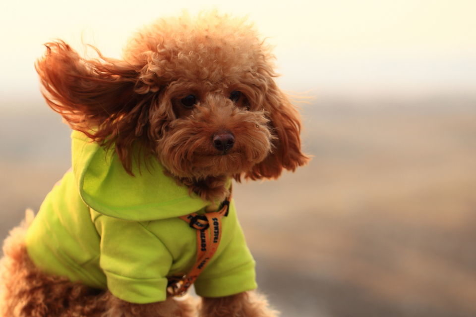 家里泰迪总是喜欢乱尿,家里泰迪便便怎么办