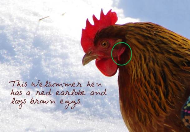 鸡能下几种颜色的鸡蛋,鸡蛋的颜色和鸡的品种有关