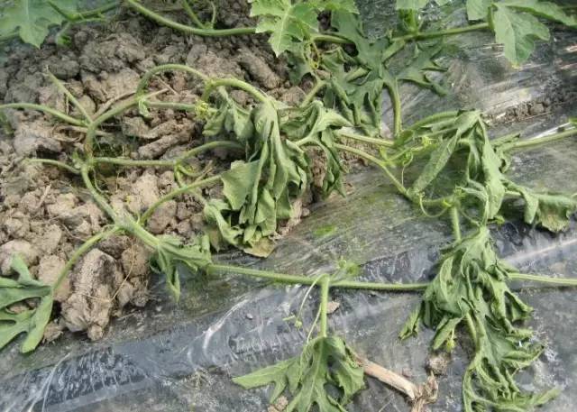 冬瓜病虫害特效药视频,西瓜秧枯萎病怎么治疗